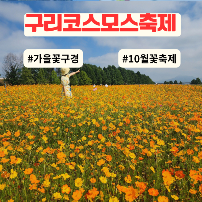 2026 구리 코스모스축제 기본정보 일정 주차장 가수 구리 가볼만한곳