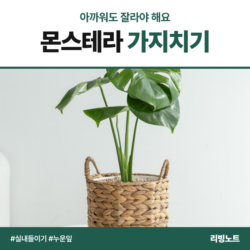 몬스테라 가지치기, 아까워도 잘라야 해요! 실내 들이기 전 ‘누운 잎’ 정리