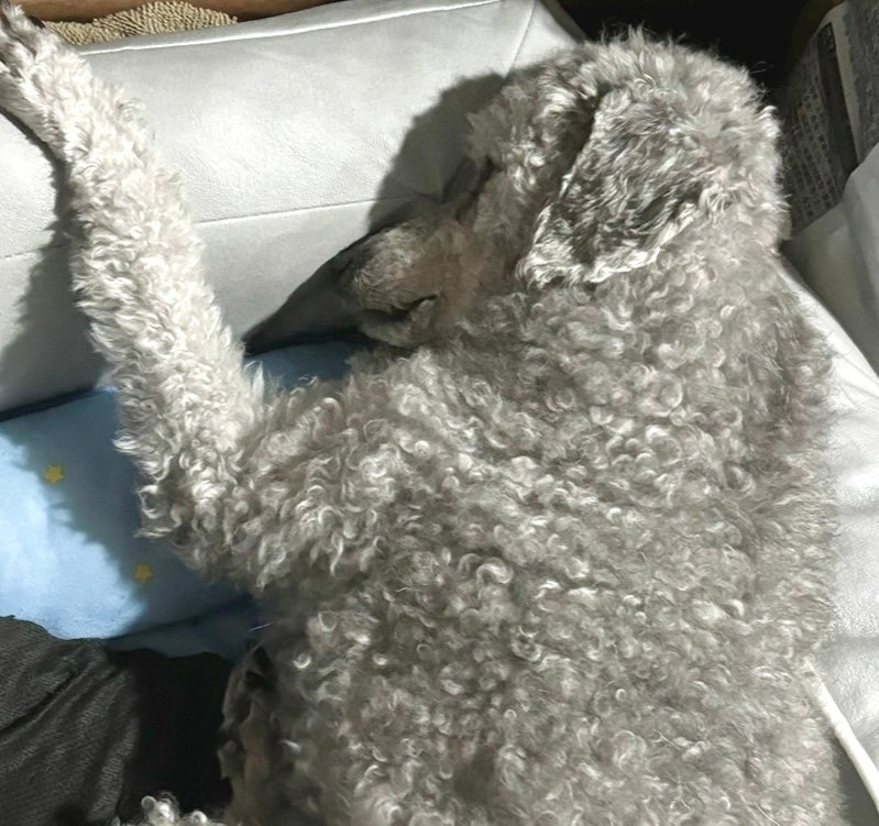 펫보험 무료 비교, 보험 가입시 무료 기부되는 인슈어펫