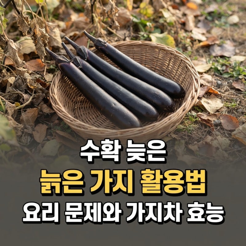 늙은 가지 활용법: 수확 늦은 가지 요리할 때 문제와 가지차 효능 정리