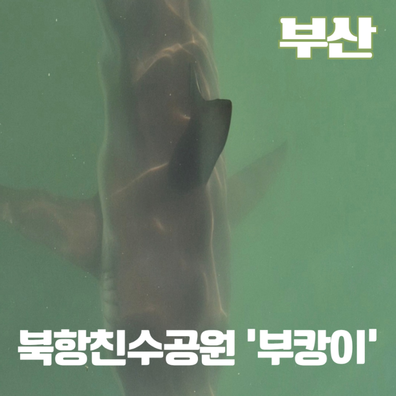 부산 가볼만한곳 부캉이 보러 북항 친수공원 10월 5일 방문 후기