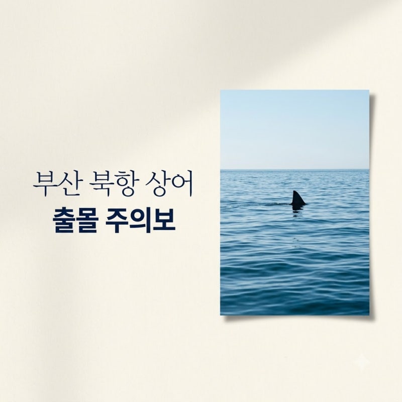 부산 북항 상어 출몰 실화? 낚시꾼이 건져 올린 정체에 깜짝..