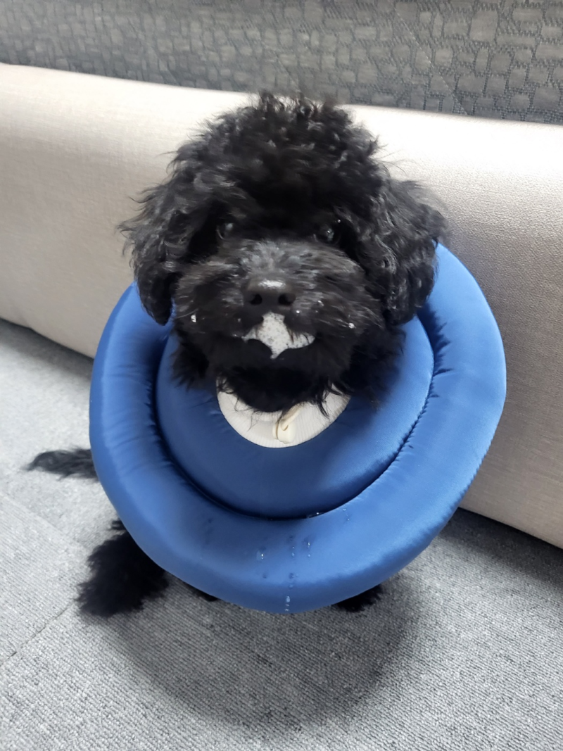 강아지가 노란토를 하는 이유는? 공복토일까, 병원 가야 할까?