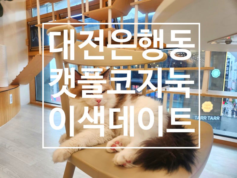 [대전 은행동] 이색 데이트 은행동카페 캣플코지눅