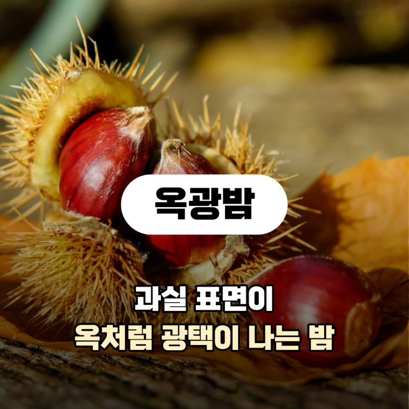 옥처럼 광이 난다는 옥광밤 수확시기 대보밤과 차이 먹는법