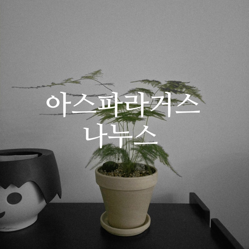 아스파라거스 나누스 직접 들여 키워본 솔직 후기와 관리 팁