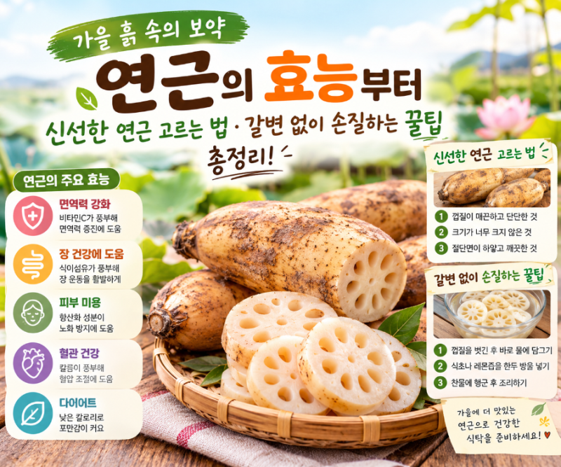 [건강 정보] 가을 흙 속의 보약, 연근의 효능부터 신선한 연근 고르는 법·갈변 없이 손질하는....