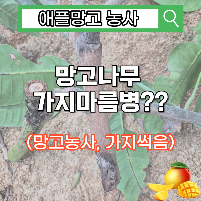 망고나무 가지마름병, 왜 생기고 어떻게 방제해야 할까? (망고농사, 망고묘목)