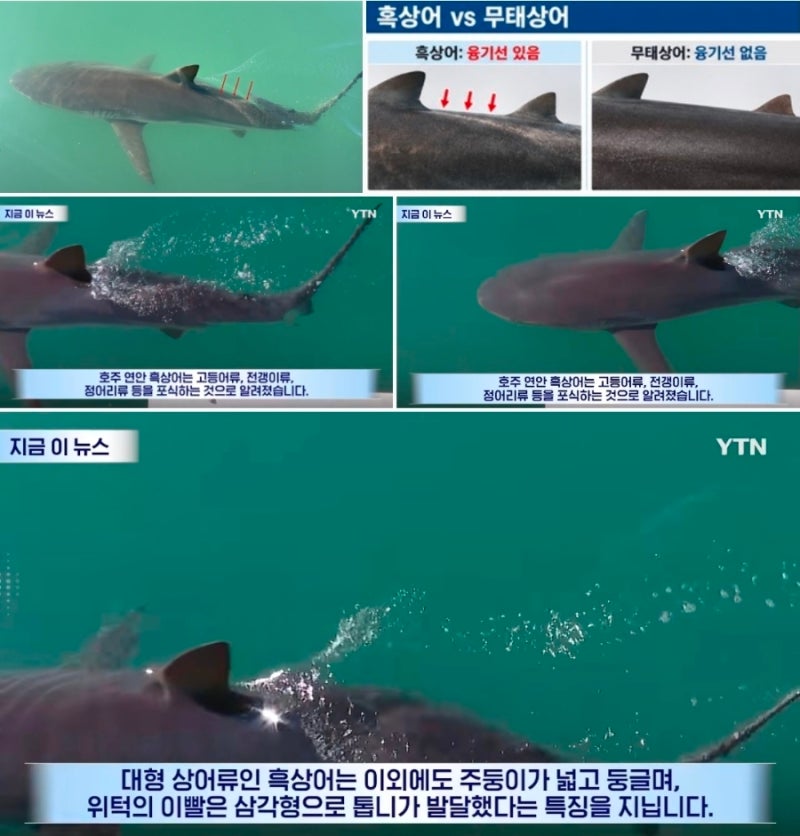 부산 북항 상어 부캉이 정체 밝혀졌다…무태상어 아닌 흑상어로 최종 확인