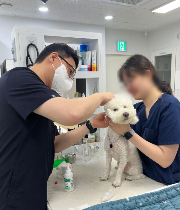 강아지 광견병 예방접종, ‘매년’보다 먼저 확인해야 할 것이 있습니다