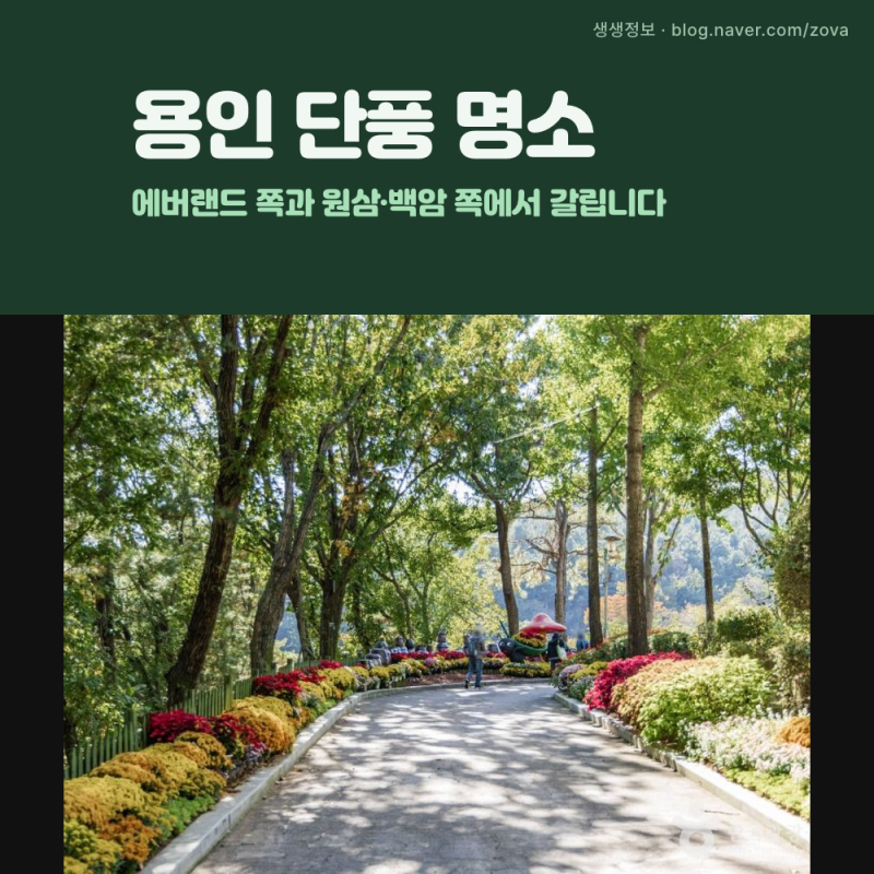 용인 단풍 명소, 에버랜드 쪽과 원삼·백암 쪽에서 갈립니다