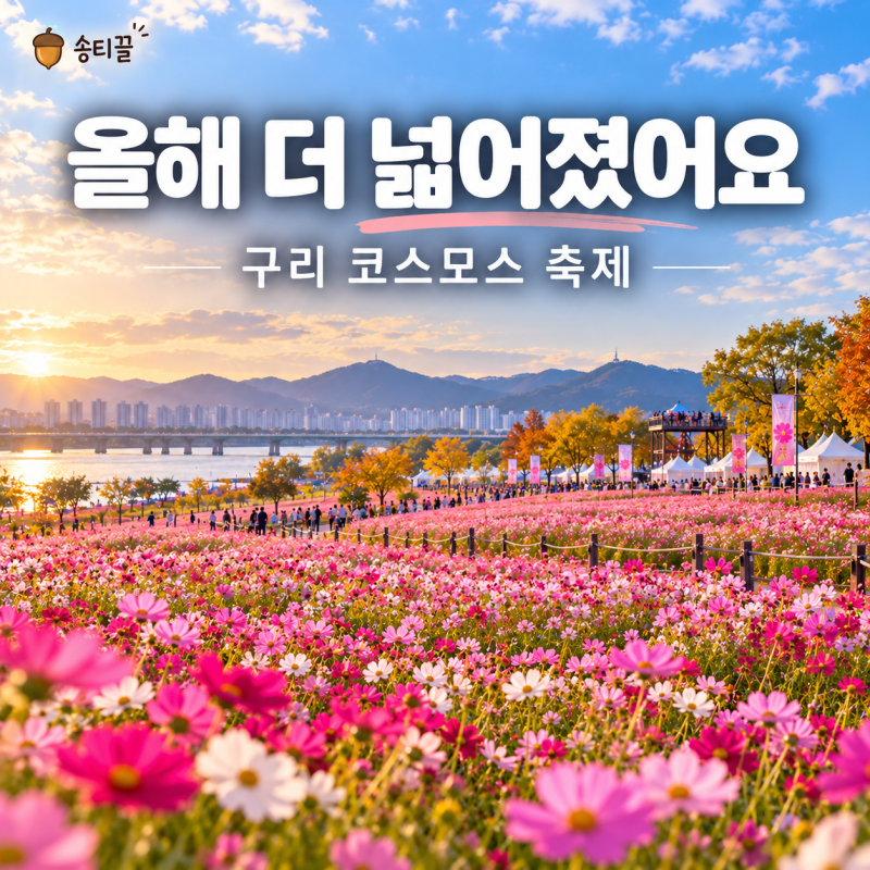 2026 구리 코스모스 축제, 올해 더 넓어졌어요｜한글날 연휴 아이와 가볼까?