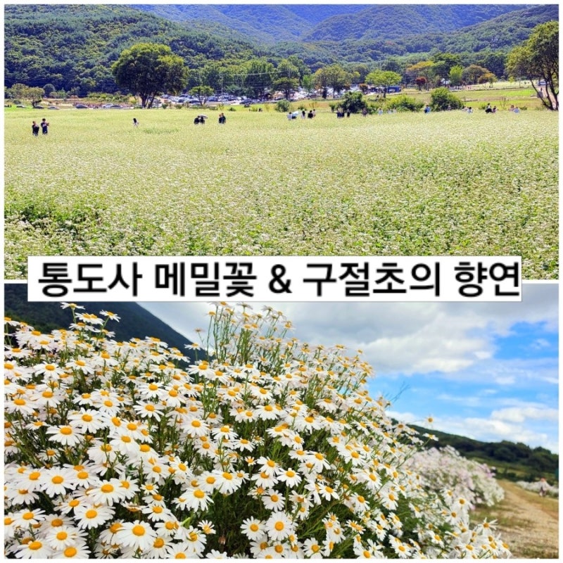 양산 통도사 경내 메밀밭 구절초가 절정인 장밭뜰 위치와 주차정보 개화상황까지의 꿀팁