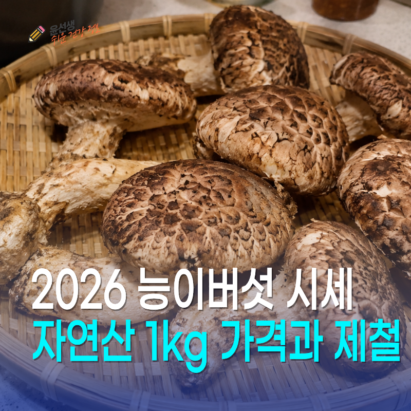 2026 능이버섯 시세, 자연산 1kg 가격과 제철