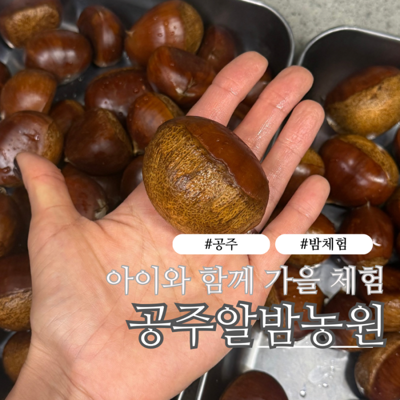 공주 밤줍기 체험 | 아이와 공주알밤농원 솔직 후기 & 10월 중순 밤체험 가능 농장 + 밤 보관 ....