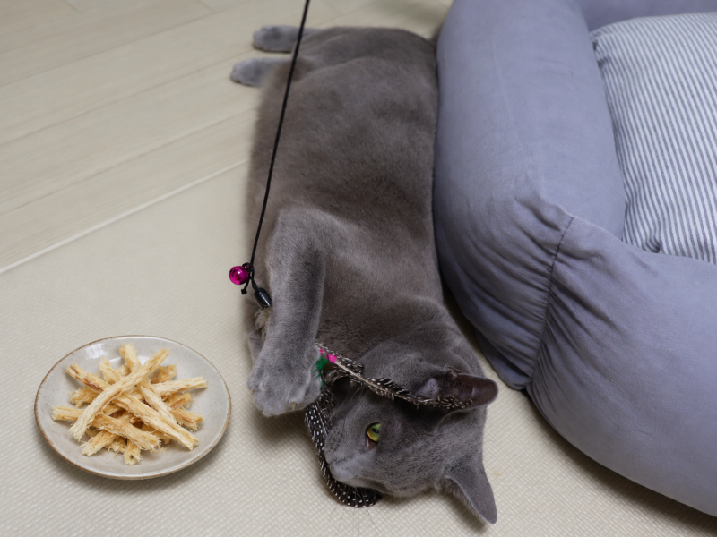 아기 고양이 키우기 북어 황태 간식 어떨까?