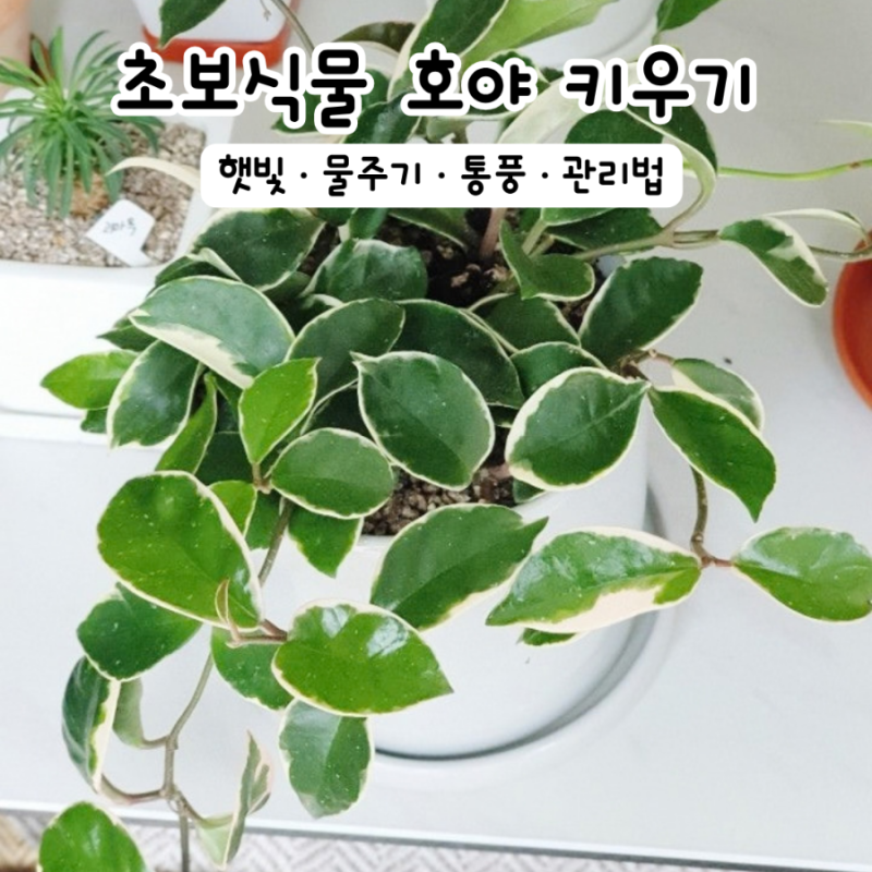 호야 키우기 물주기 햇빛 꽃까지 덩굴 다육식물 키우는법
