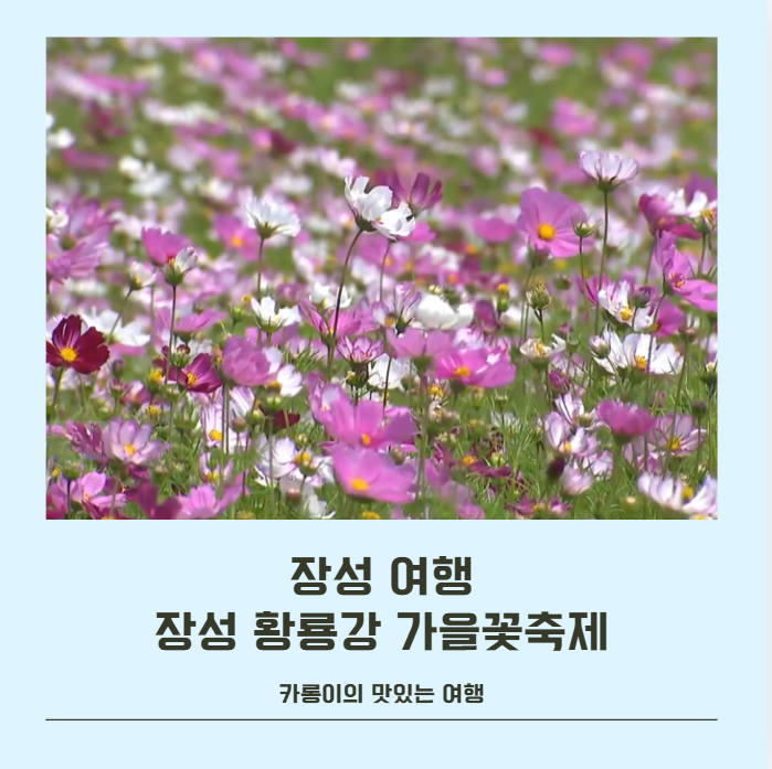 10월 장성 가볼만한곳 장성 황룡강 가을꽃축제 라인업 일정, 불꽃놀이 앞좌석 이벤트