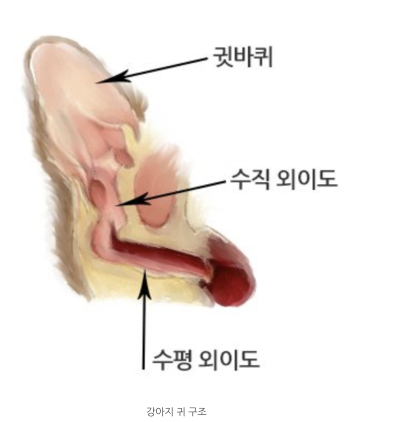 [반려견 꿀팁] 말티푸·포메라니안 귀에서 쿰쿰한 냄새가 난다면? 귓속 털 뽑기(이어 플러킹)....