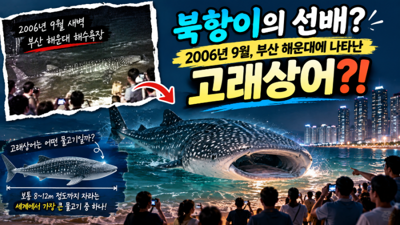 부산 해운대 고래상어, 2006년 새벽 정말 나타났다 북항이보다 20년 먼저 온 ‘부산 상어’
