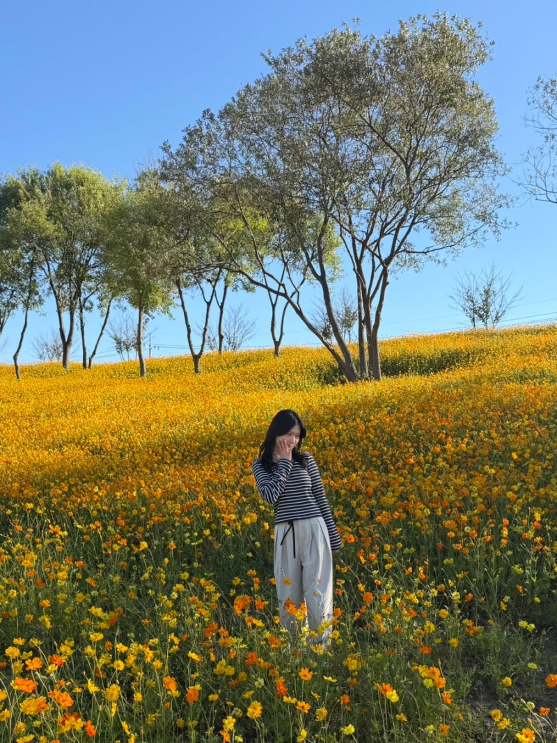 광주 근교 코스모스 나주 영산강 정원 주차 및 영산강축제 정보