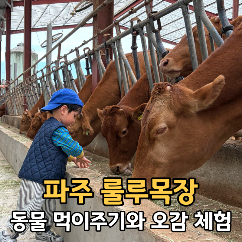 선선한 날씨 아이랑 가기 좋은 파주 룰루목장, 두 돌 아기와 방문 후기(주차, 준비물)