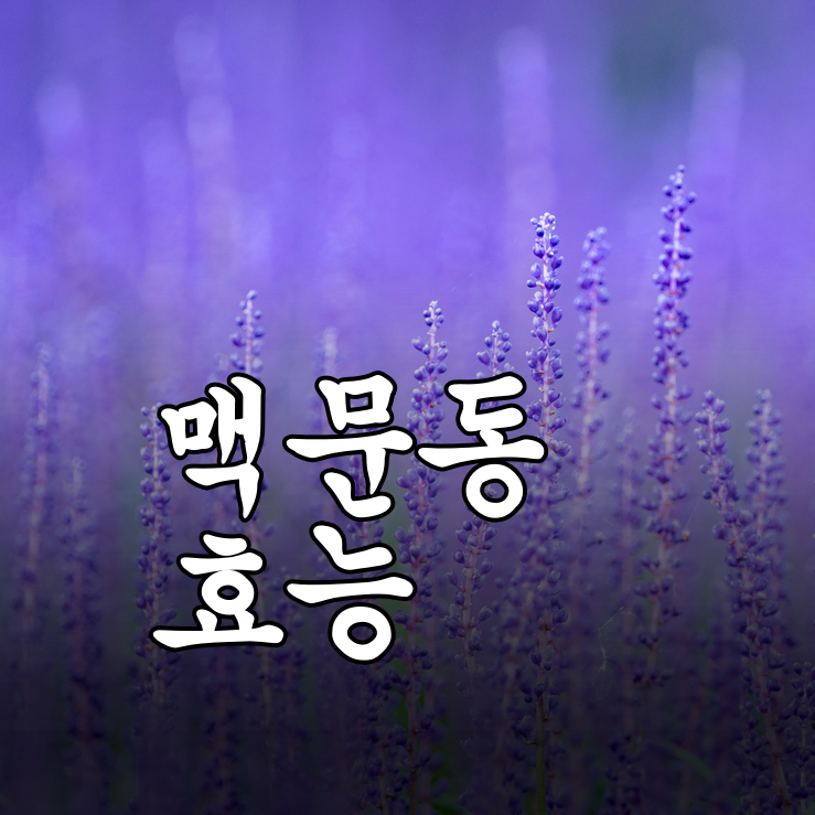 맥문동 효능, 건조한 목과 기관지에 좋다는 이유와 맥문동탕 구성