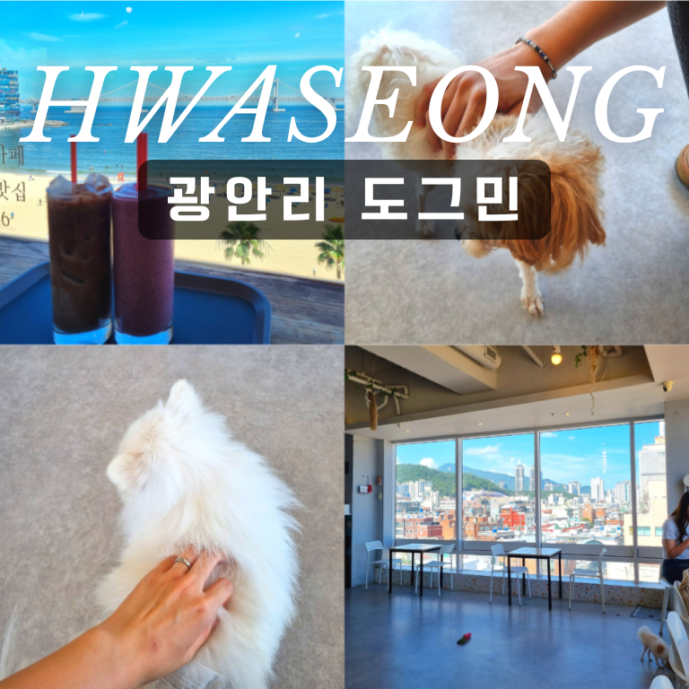 부산 광안리 애견카페 도그민 오션뷰 카페 추천