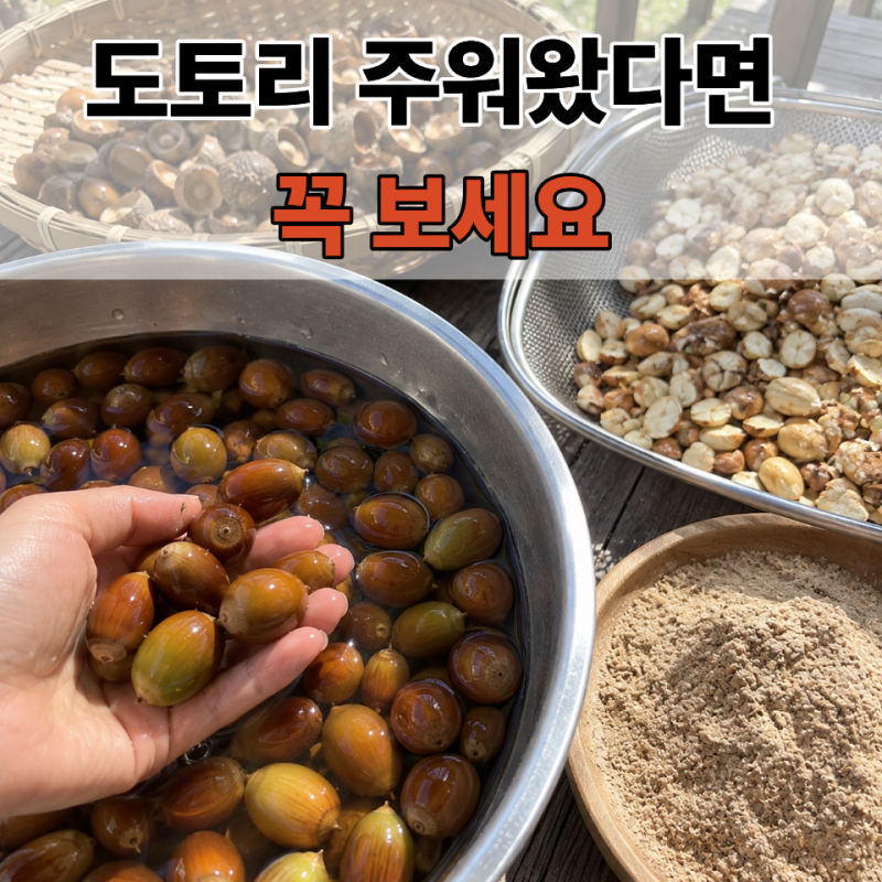 도토리 가루 만드는 법 도토리 주워왔다면 이렇게!