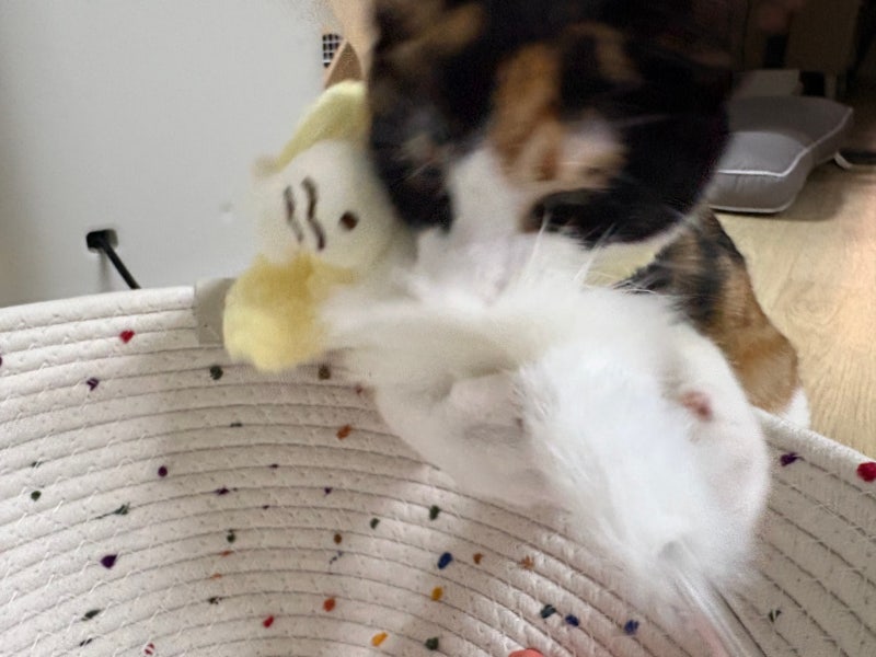 매일이 고양이 박람회, 전국 최대 캣마트 부산점 후기