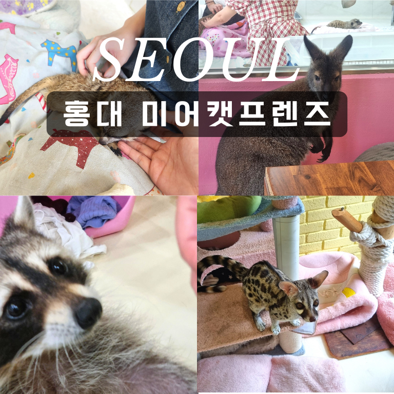 서울 홍대 놀거리 추천 미어캣 프렌즈 색다른 동물원 추천 (+주차정보)