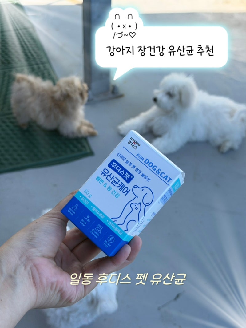 우리 강아지 장건강 고민일때 강아지 유산균 추천
