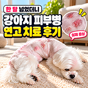 강아지 피부병 피부염, 직접 겪은 증상과 연고 치료