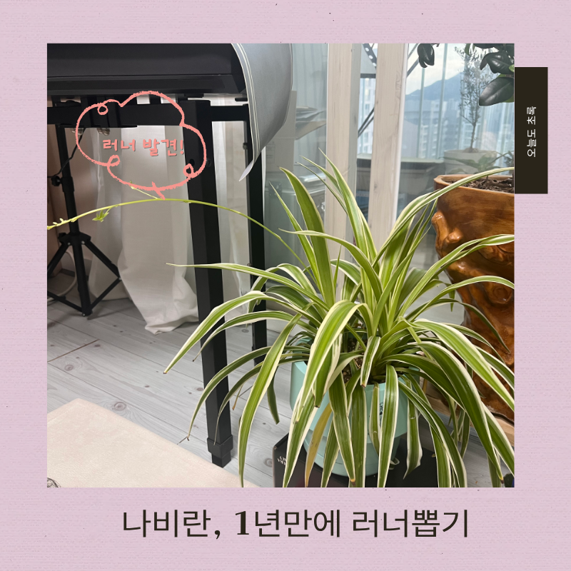 # 나비란 러너가 드디어 나왔어요! 접란 자구 생기는 과정과 번식 방법