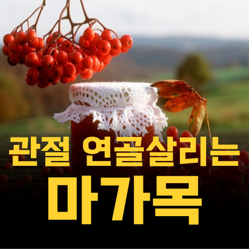 마가목 열매 효능 먹는 방법 하루 섭취량 부작용 정리