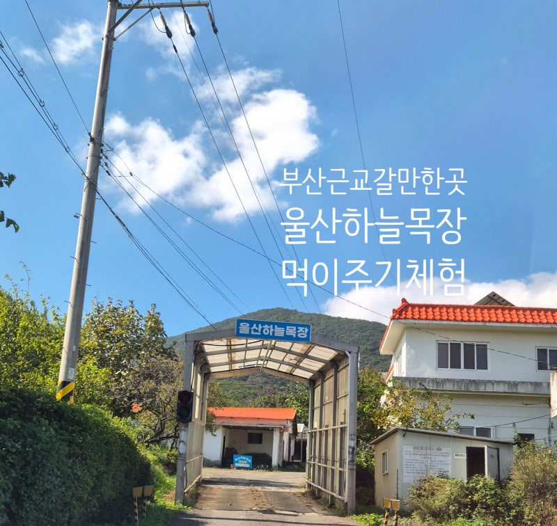 부산근교 아이랑 갈만한 곳 : 울산 하늘목장 먹이주기 체험
