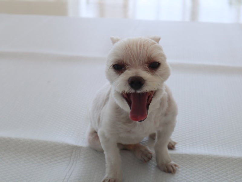 강아지 평균 수면시간, 노견은 하루 20시간 자도 괜찮을까?