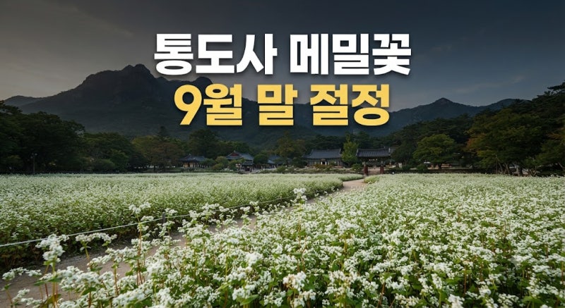 통도사 메밀밭 개방 시간 및 주차장 위치 총정리: 개화시기, 가는 방법, 애견동반 및 주변 카....