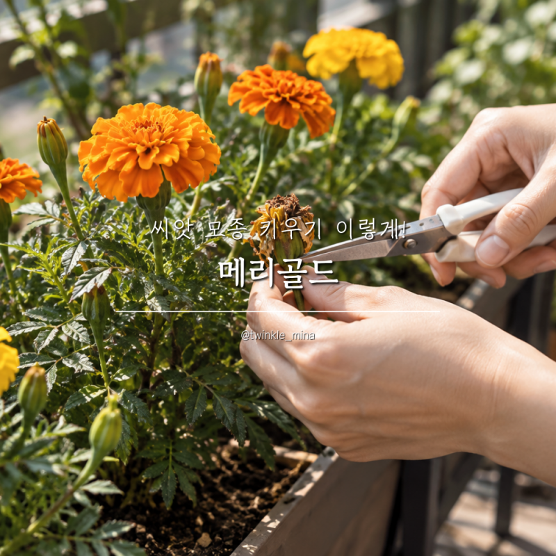 메리골드 꽃말 씨앗 모종 키우기 이렇게!