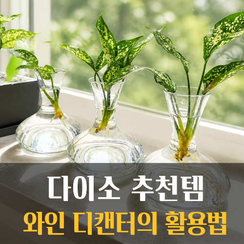 다이소 추천템｜와인 디캔터를 수경재배 화병으로 활용하는 소소한 팁