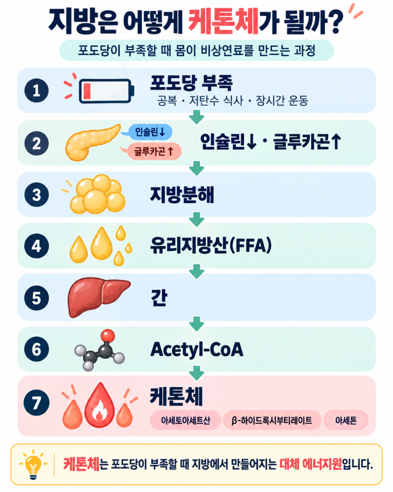 케톤체는 나쁜걸까? '케톤'과 '케톤산증'의 차이 쉽게 이해하기