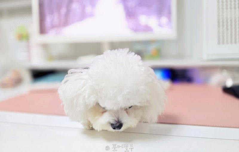 강아지 감기 증상 기침 콧물 보인다면, 병원 가야 할 때?