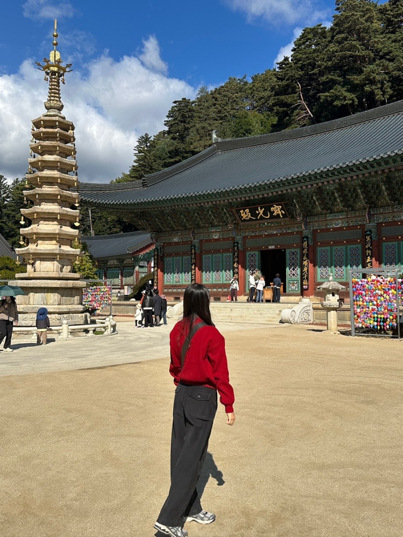 [평창 여행] 오대산 월정사 가을 단풍 전나무숲길 산책!