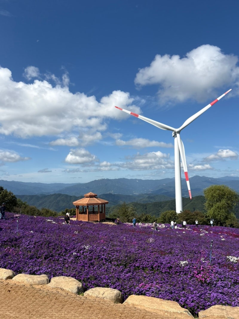 거창 감악산 아스타 국화축제ㅣ셔틀버스시간&주차&웨이팅시간&방문꿀팁까지(+찐후기)