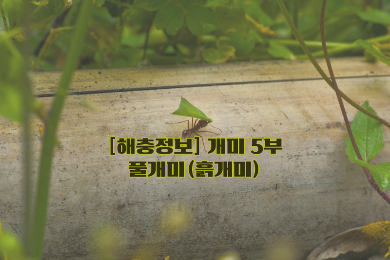 해충정보-개미[5부] 현관에 나타난 3mm 흙개미, 집 안으로 들어오는 이유 3가지