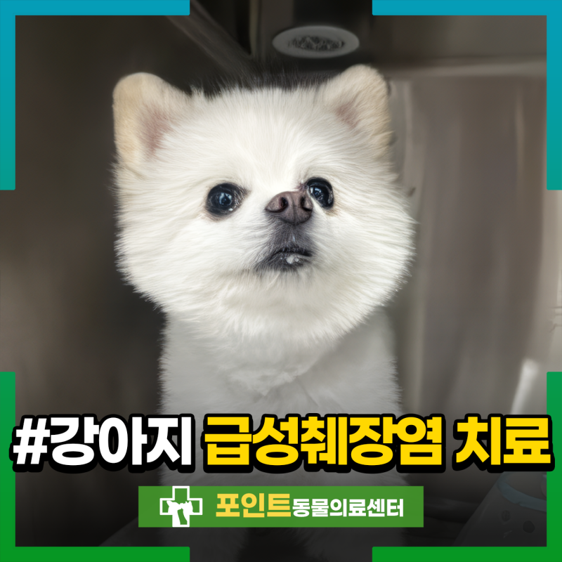 밤새 멈추지 않는 구토와 혈변, 강아지 급성 췌장염 증상일까요? 췌장염 원인과 입원 치료 후....