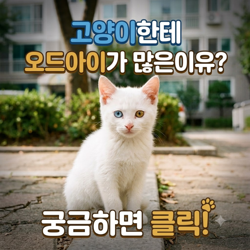아기고양이 눈 색이 바뀌는 이유? 오드아이가 특별한 이유 세 가지