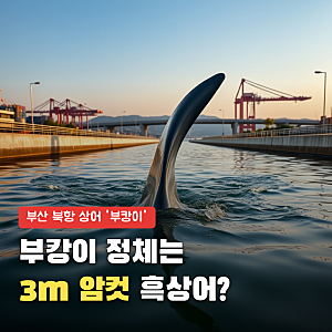부캉이 정체는 3m 암컷 흑상어, 상어 한 마리 보러 100만 명이 갔다고?