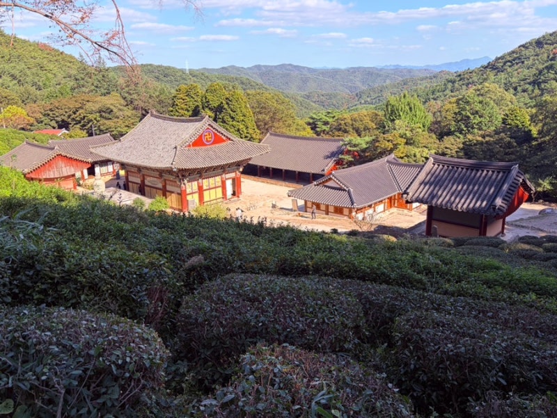 경남 사천 가볼만한 곳 다솔사 녹차밭