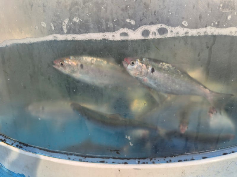 안산맛집 안산오징어회맛집 안산대하구이맛집 안산오징어통찜 안산전어회 안산전어구이 안....